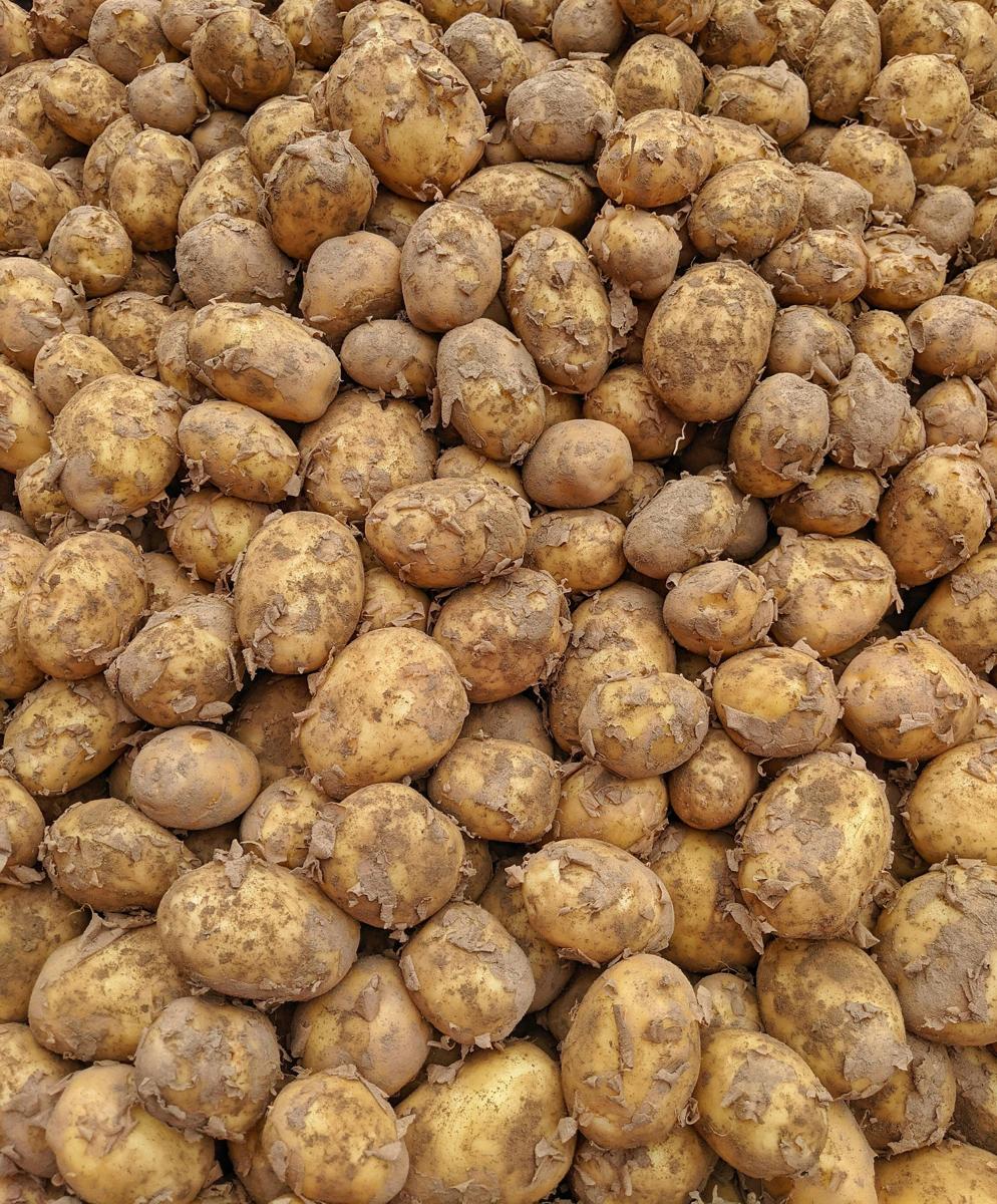 Starch food